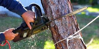 Best Lawn Maintenance Plans  in Murrieta, CA
