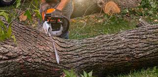 Best Lawn Mowing  in Murrieta, CA