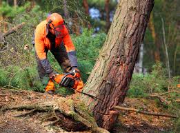 How Our Tree Care Process Works  in  Murrieta, CA