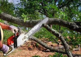 Reliable Murrieta, CA Tree Services Solutions