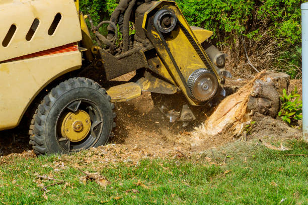 Best Lawn Pest Prevention  in Murrieta, CA