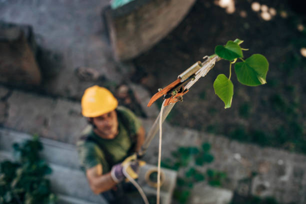 Best Tree Removal  in Murrieta, CA