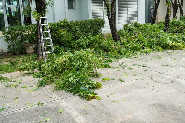 Best Fruit Tree Pruning  in Murrieta, CA
