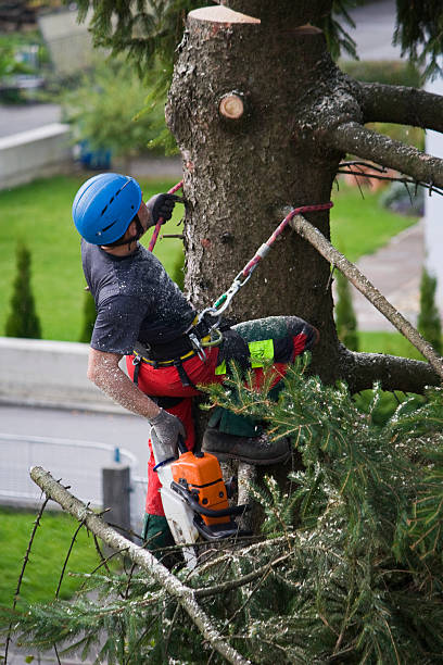 Best Utility Line Clearance  in Murrieta, CA
