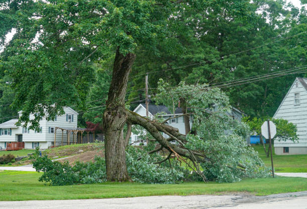 Best Tree Disease Treatment  in Murrieta, CA