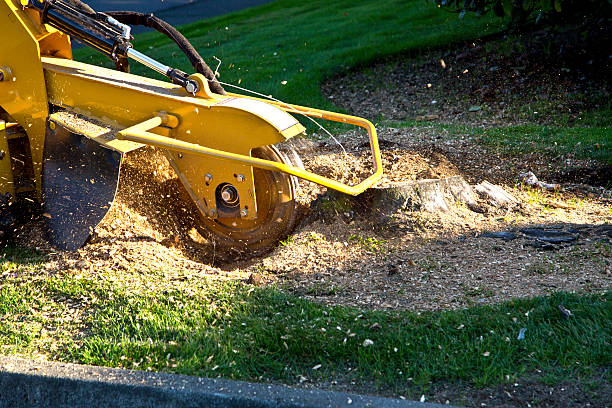 Best Tree Health Inspection  in Murrieta, CA
