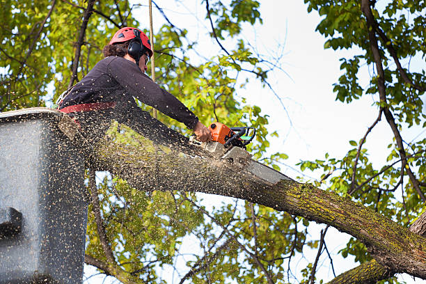 Best Tree Maintenance Programs  in Murrieta, CA